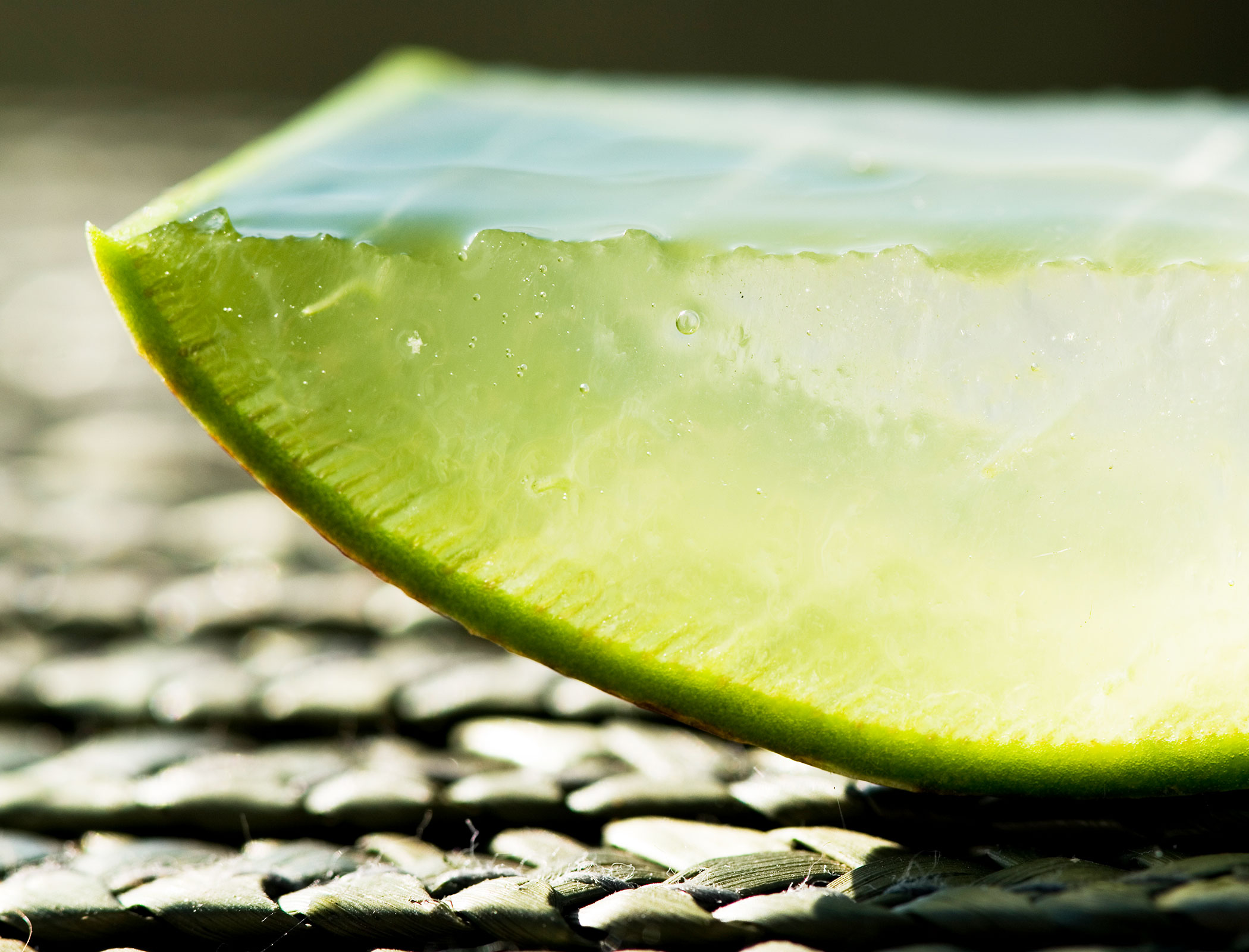 Aloe vera - close-up - Hotel Fameli