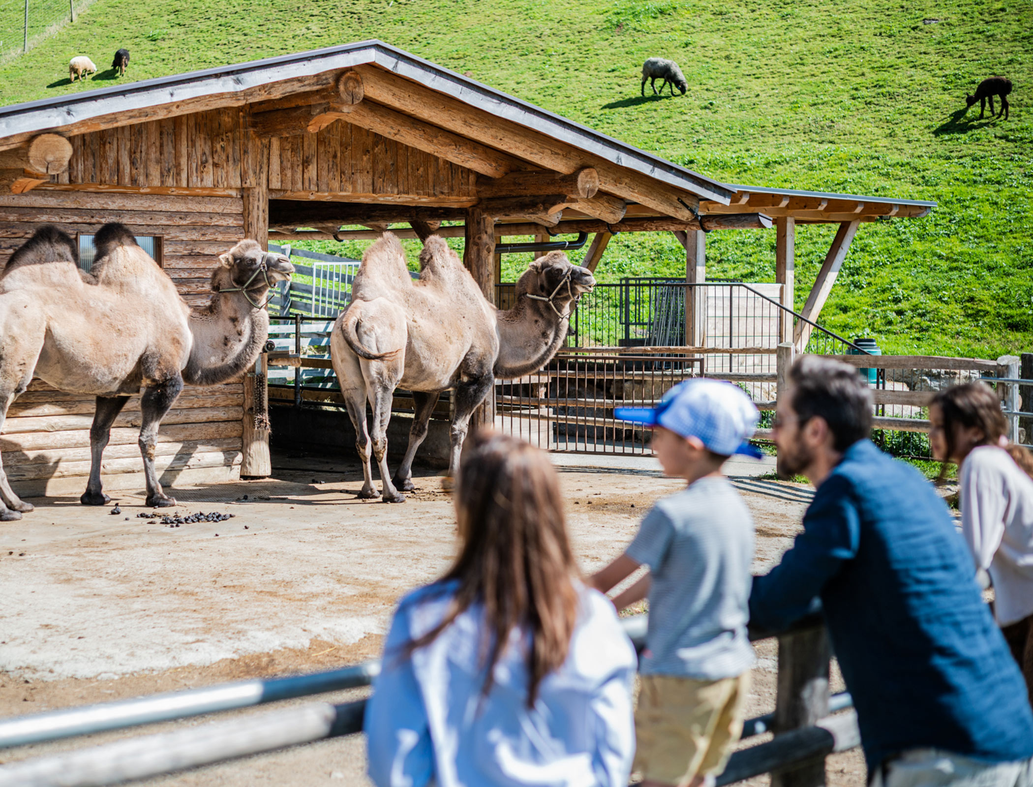 Reierhof adventure farm in Casies - Hotel Fameli
