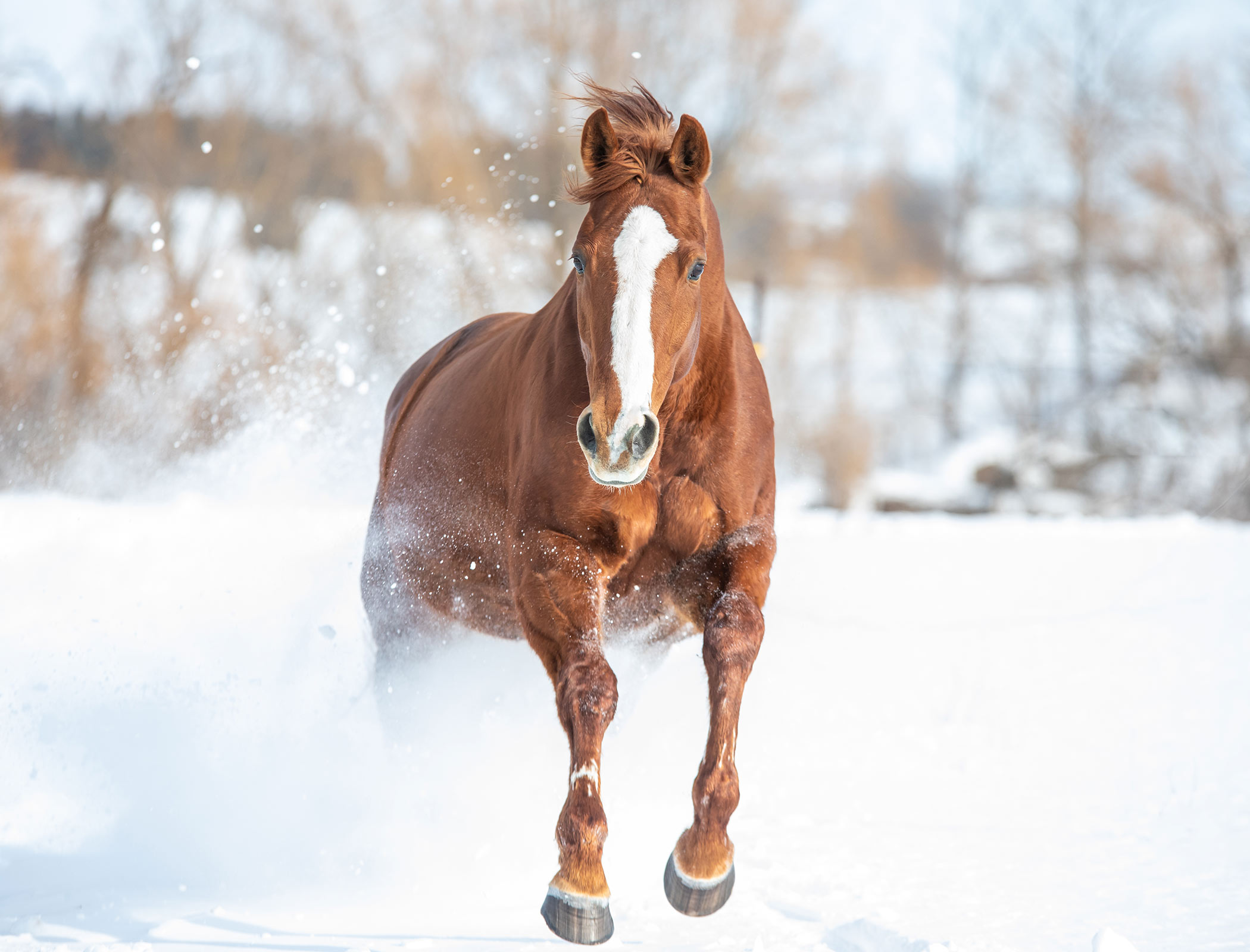 Pferd galoppiert im Winter - Hotel Fameli